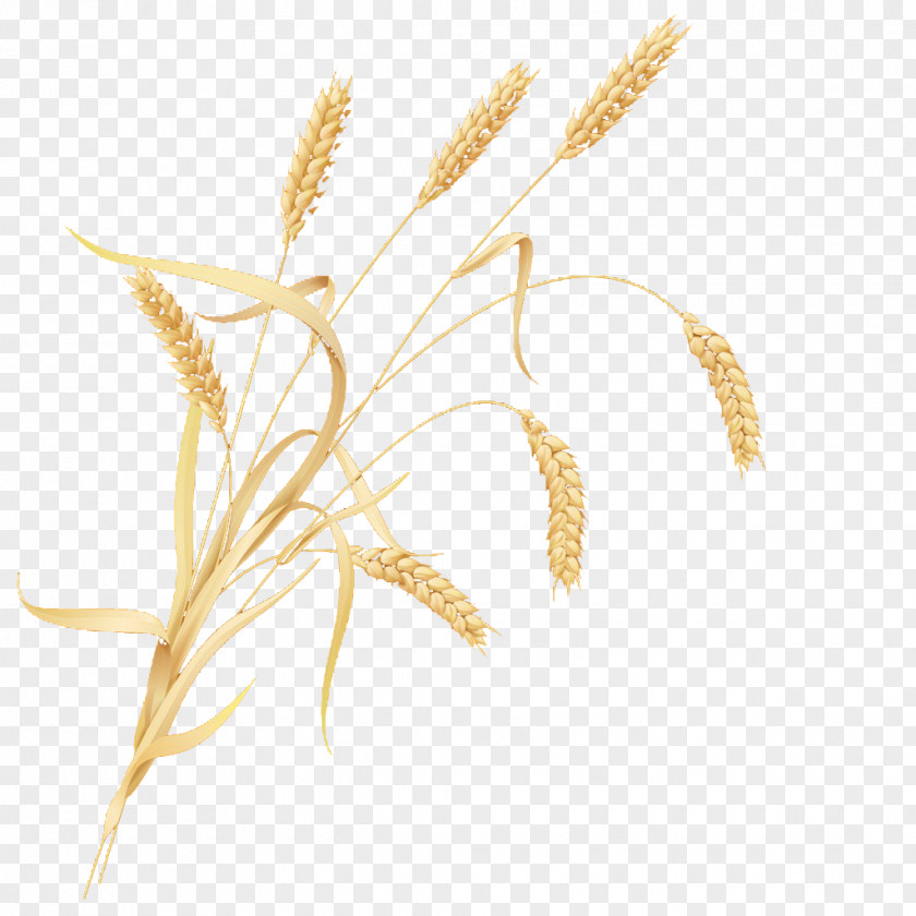 Wheat Cereal Germ PNG