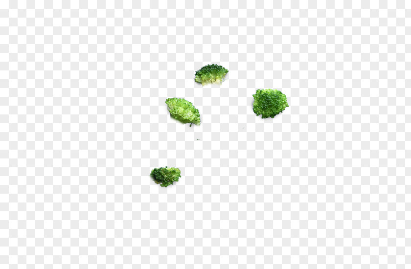 Broccoli Organism Tree PNG