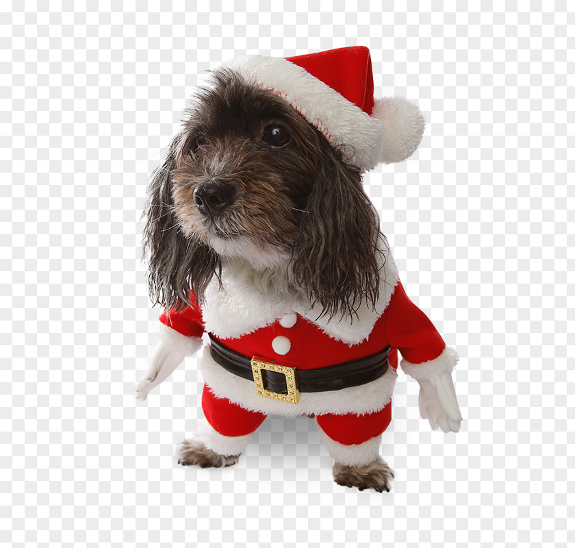 Puppy Dog Breed Petit Basset Griffon Vendéen Samoyed Costume PNG