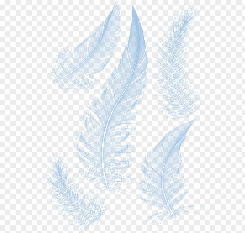 White Feathers Feather PNG