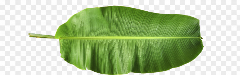 Banana Leaves Leaf PNG