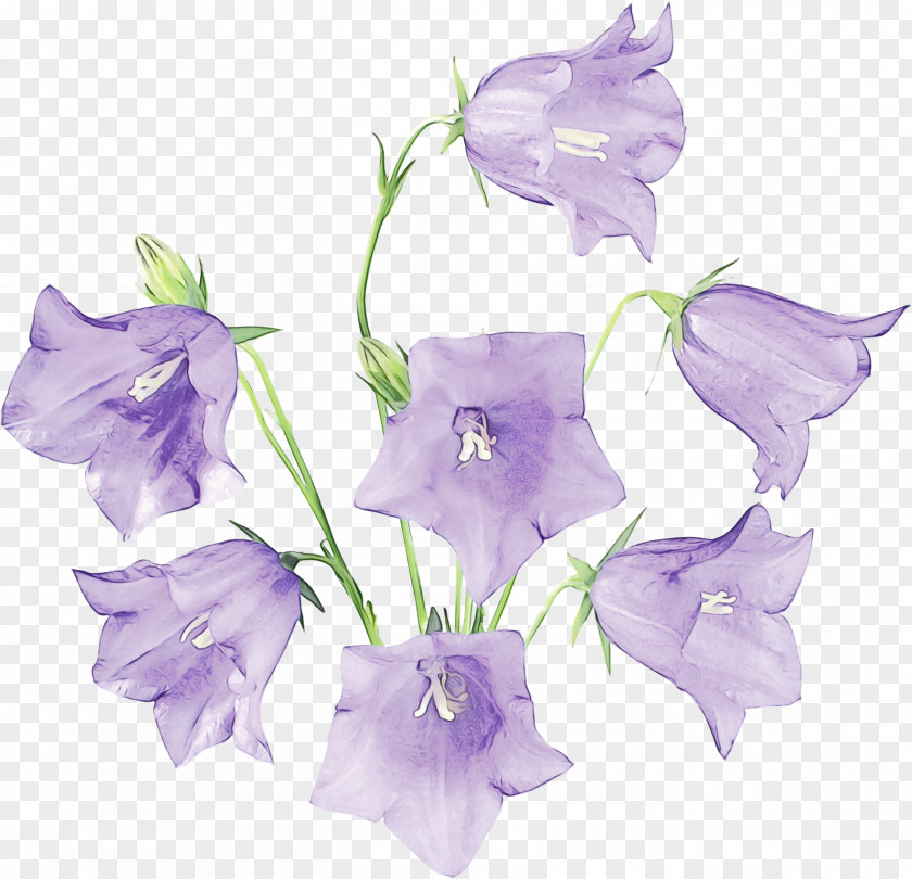 Bellflower Family Petal Flower Flowering Plant Purple Canterbury Bells PNG