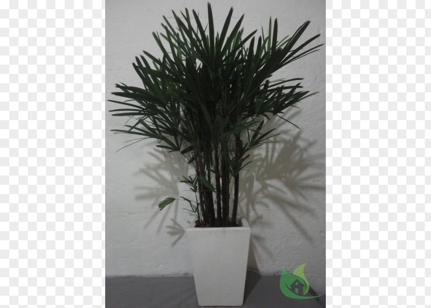 Bromelia Arecaceae Flowerpot Houseplant Tree PNG