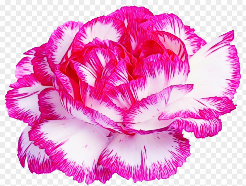 Dianthus Pink Family Watercolor Flowers PNG
