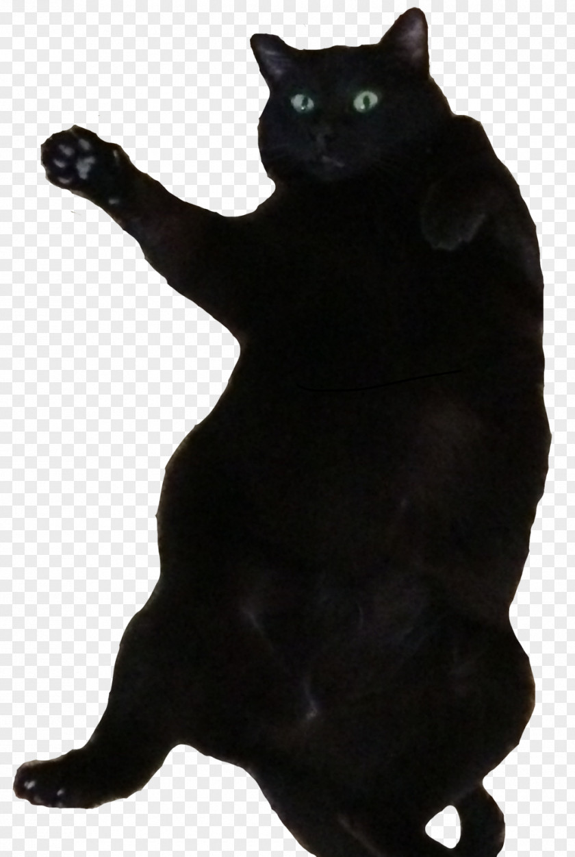Fat Bombay Cat Black Domestic Short-haired Dance PNG