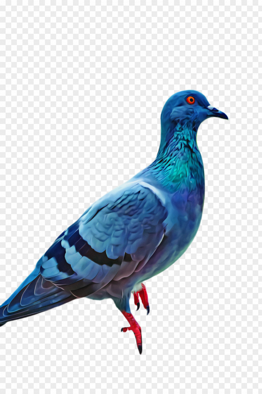 Rock Dove Vertebrate Bird PNG