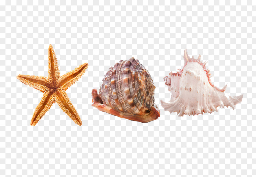 Seabed Conch Seashell Sea Snail Icon PNG
