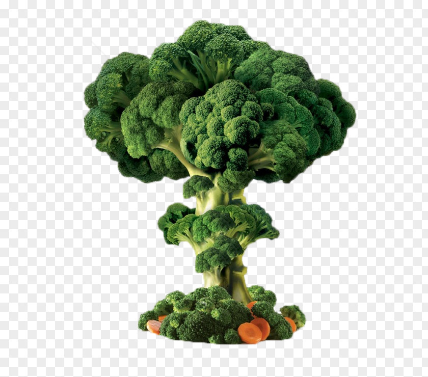 Broccoli Trees Vegetable PNG