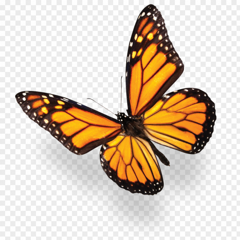 Butterfly Monarch Stock Photography Common Blue PNG
