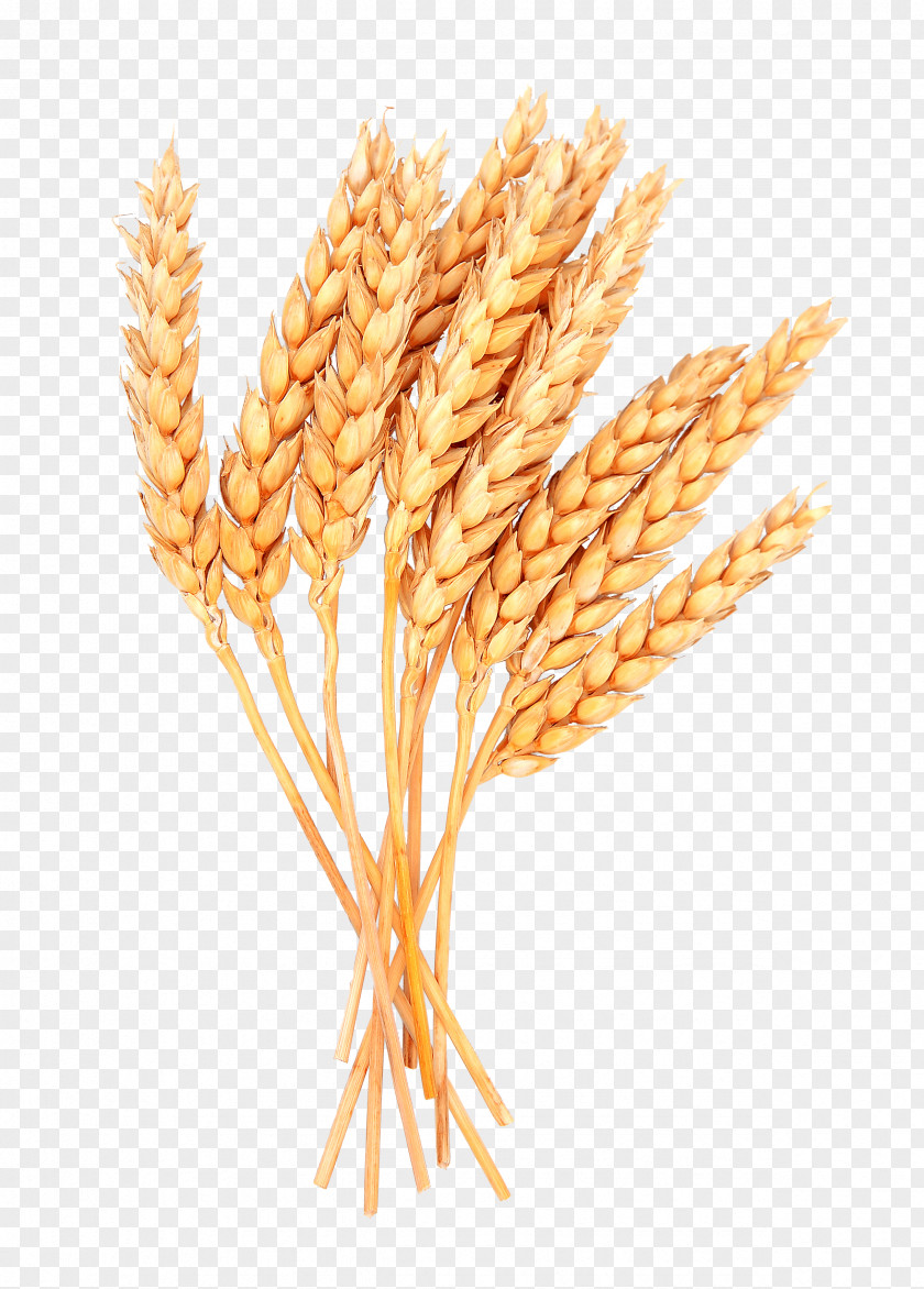 Ear Spelt Sheaf Cereal Grain Clip Art PNG