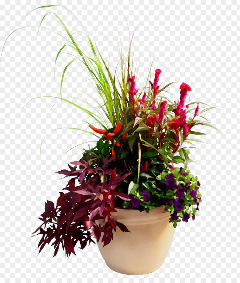 Annual Plant Impatiens Floral Flower Background PNG