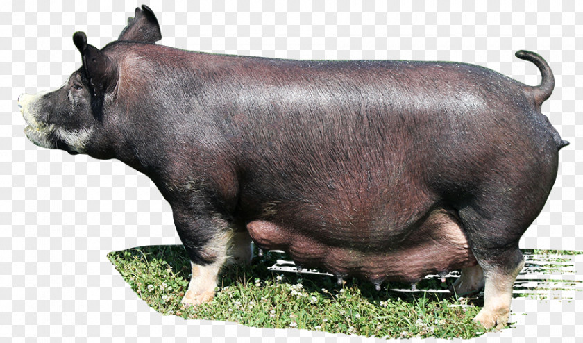 Boar Domestic Pig Cattle Mammal Livestock PNG