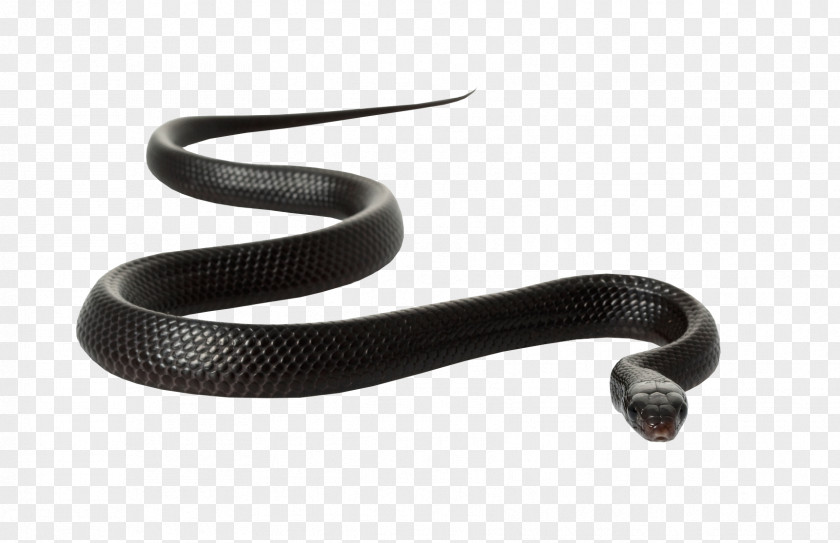 Mamba Snakes Black Rat Snake Clip Art PNG