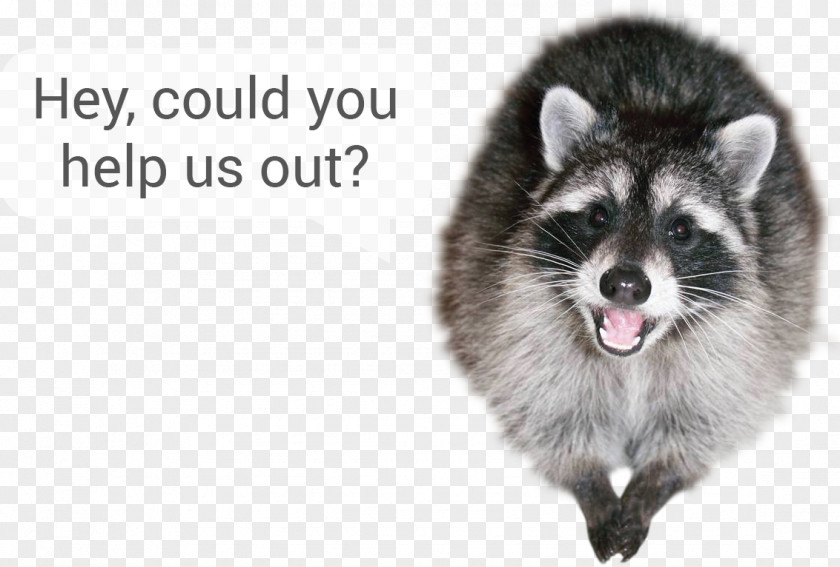 Raccoon Whiskers Fur Fauna Snout PNG