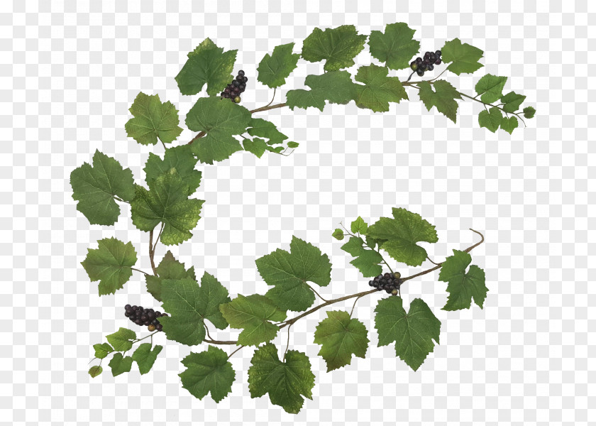 Grape Material Grapevine Twig Leaf Greens Family M Invest D.o.o. PNG