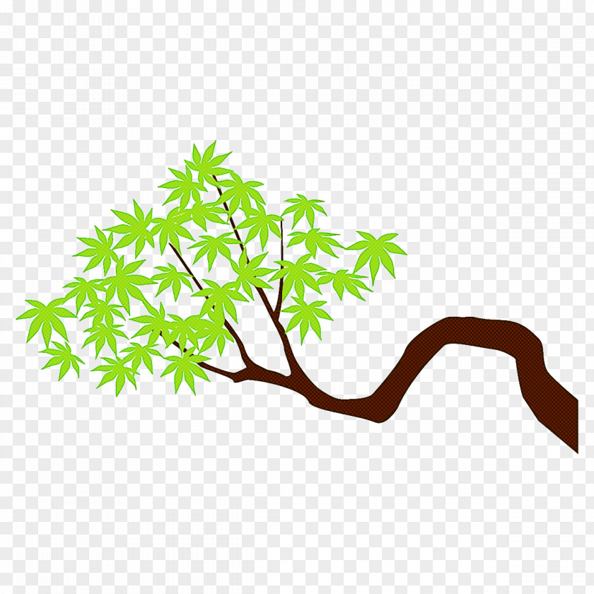 Maple Branch Leaves Tree PNG