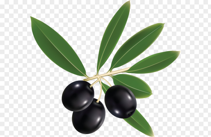 Olives Olive Leaf Oil Clip Art PNG
