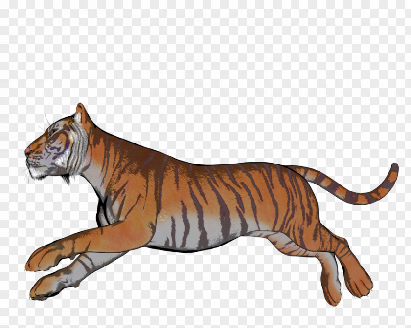 Tiger Cat Terrestrial Animal Fauna Wildlife PNG
