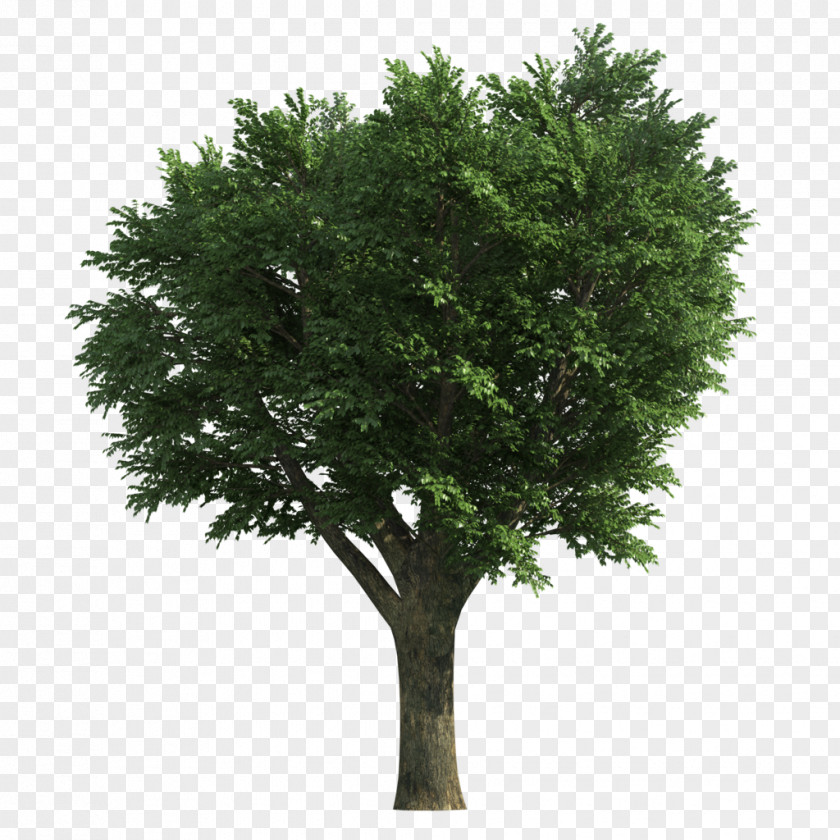 Tree Ash Stock Photography Image PNG