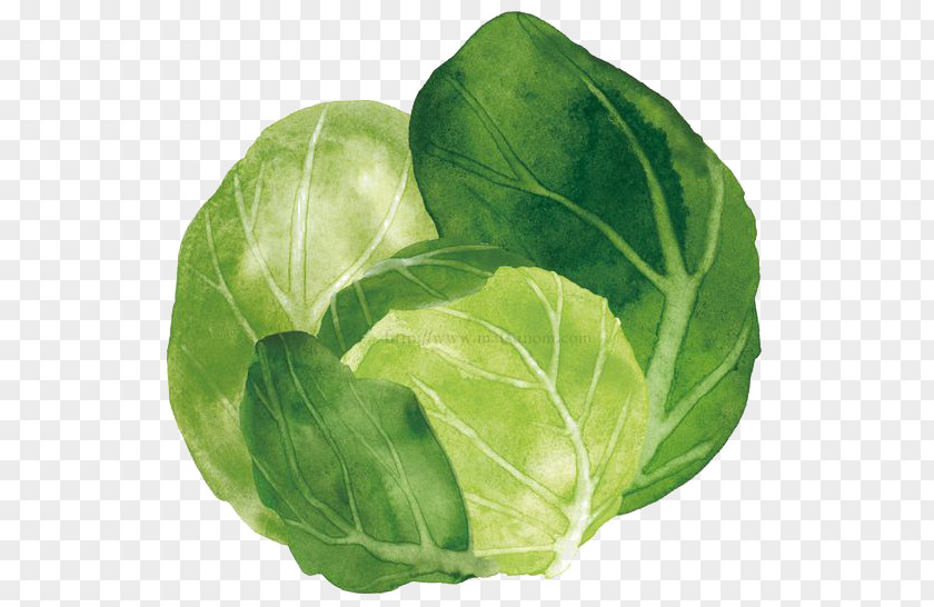 Cartoon Cabbage Spring Greens Watercolor Painting Vegetable Collard PNG