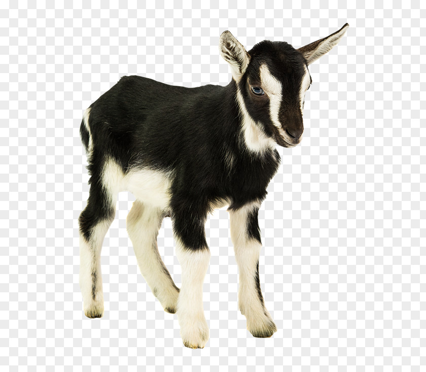 Goat Cattle Animal Sticker Bernese Mountain Dog PNG