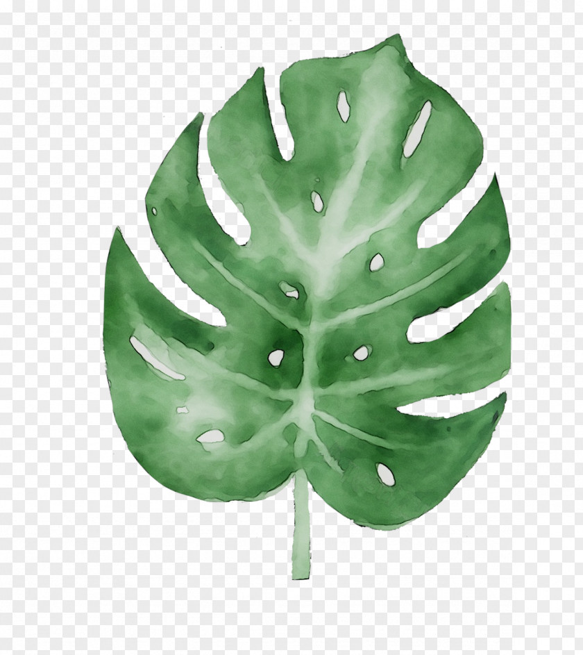 Leaf Tree PNG