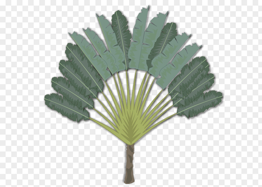 Palm Leaf Madagascar Tree Arecaceae Ravenala Clip Art PNG