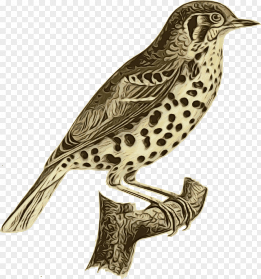 Songbird Falconiformes Bird Beak Wood Thrush Brown Thrasher Peregrine Falcon PNG