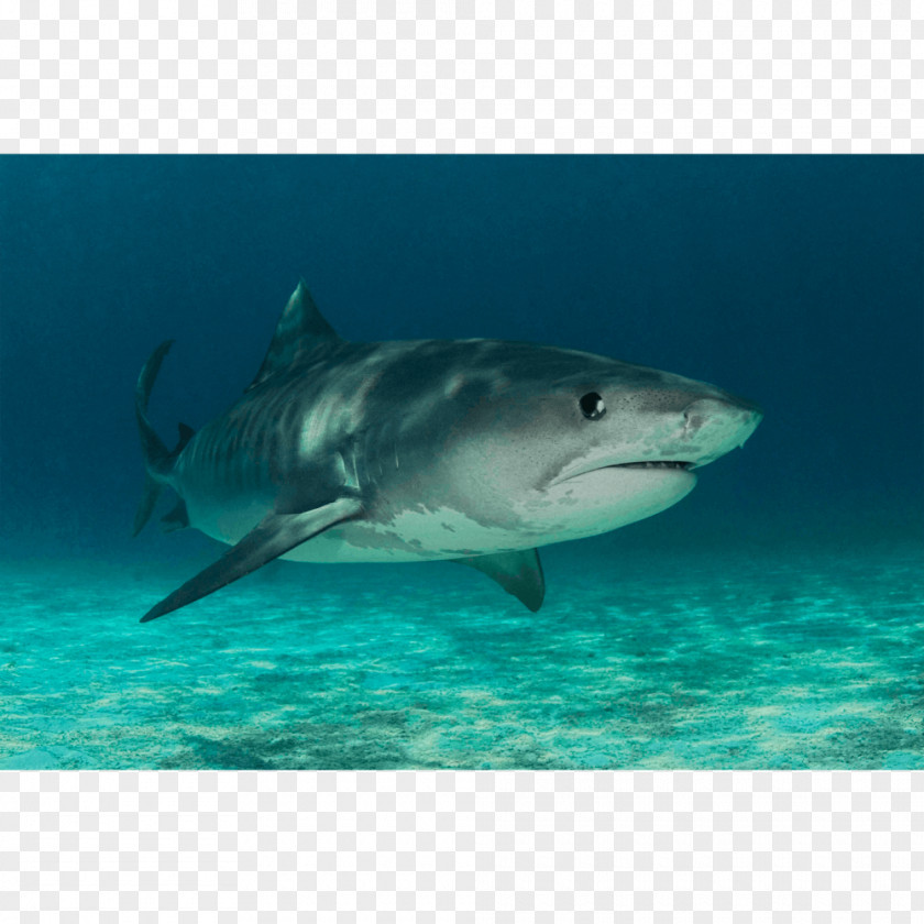 Watercolor Tiger Shark Great White Requiem Lamnidae Chondrichthyes PNG