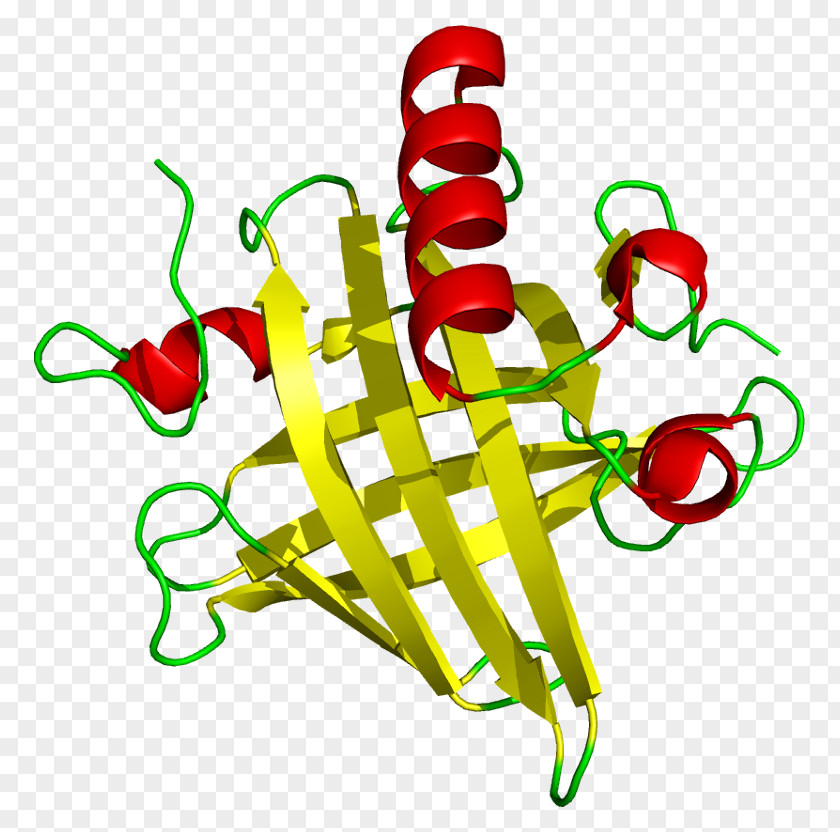 Major Urinary Proteins Protein Tertiary Structure Beta Sheet PNG