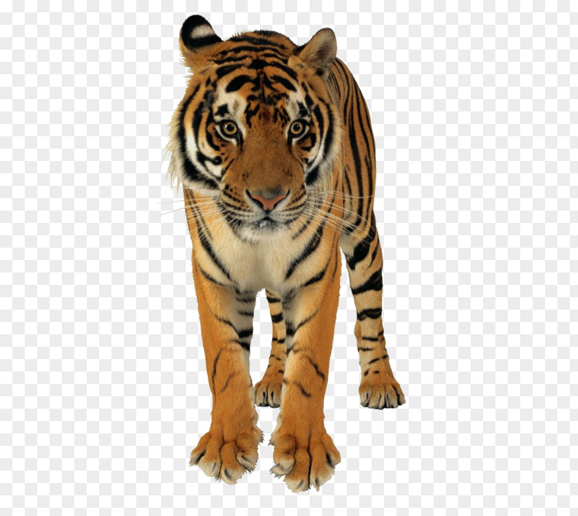 Tiger Lion Bangladesh Bengal Saving Tigers Cat PNG
