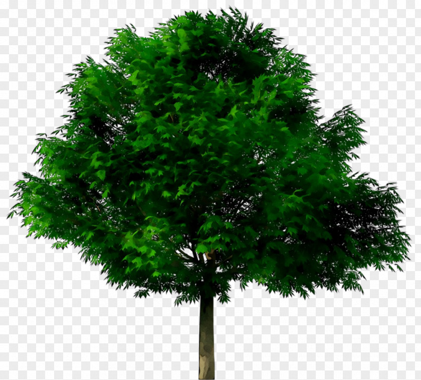 Tree Clip Art Image Stock Photography PNG