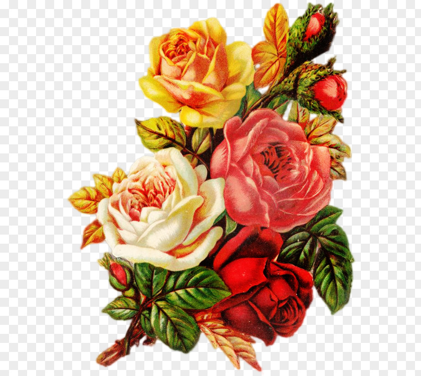 Vintage Rose Bouquet Garden Roses Centifolia Beach Flower PNG