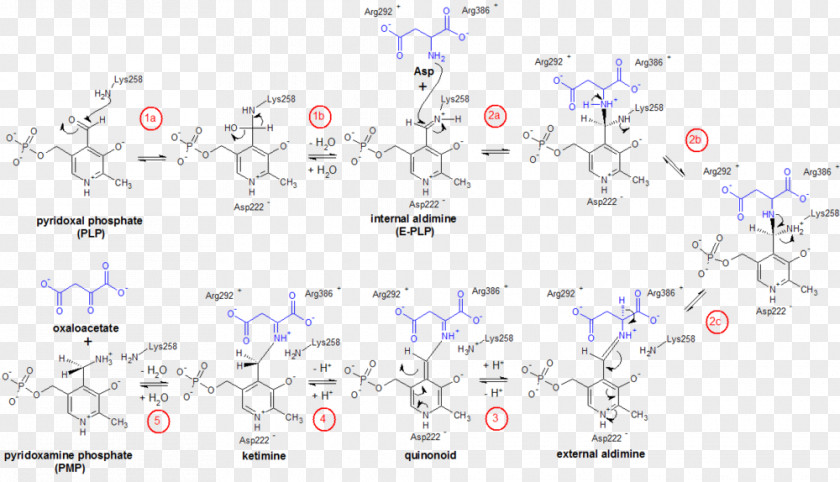 Biosynthesis Metabolism Biochemistry Alpha-Ketoglutaric Acid Polysaccharide PNG