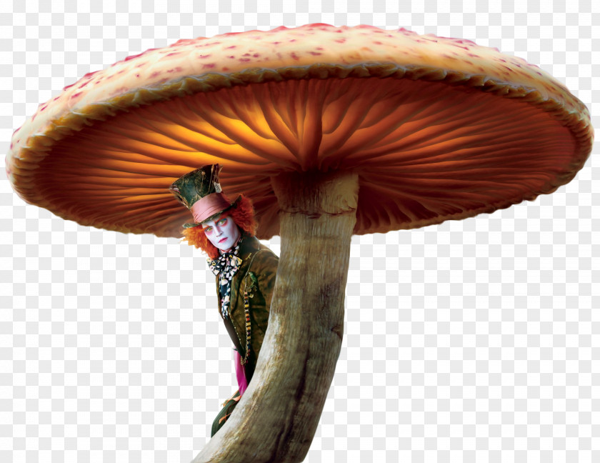 Fairy Tale Mushroom Alices Adventures In Wonderland The Mad Hatter Red Queen Alice PNG