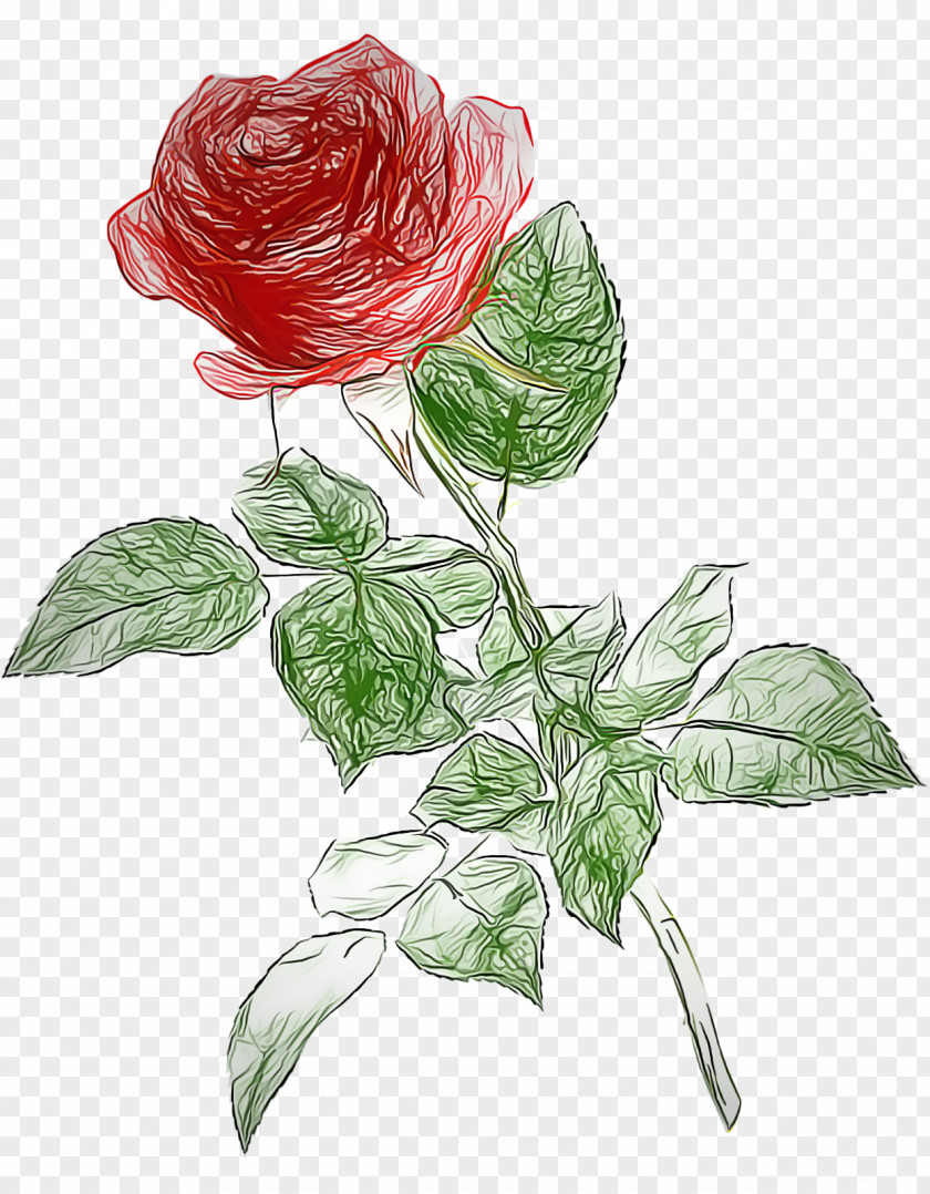 Garden Roses China Rose PNG