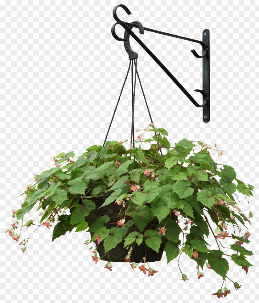 Hanging Plants Plant Flower Landscape Architecture PNG