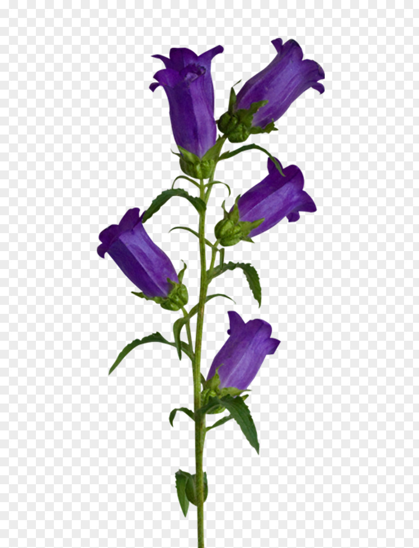Purple Lily Of The Valley Clip Art PNG