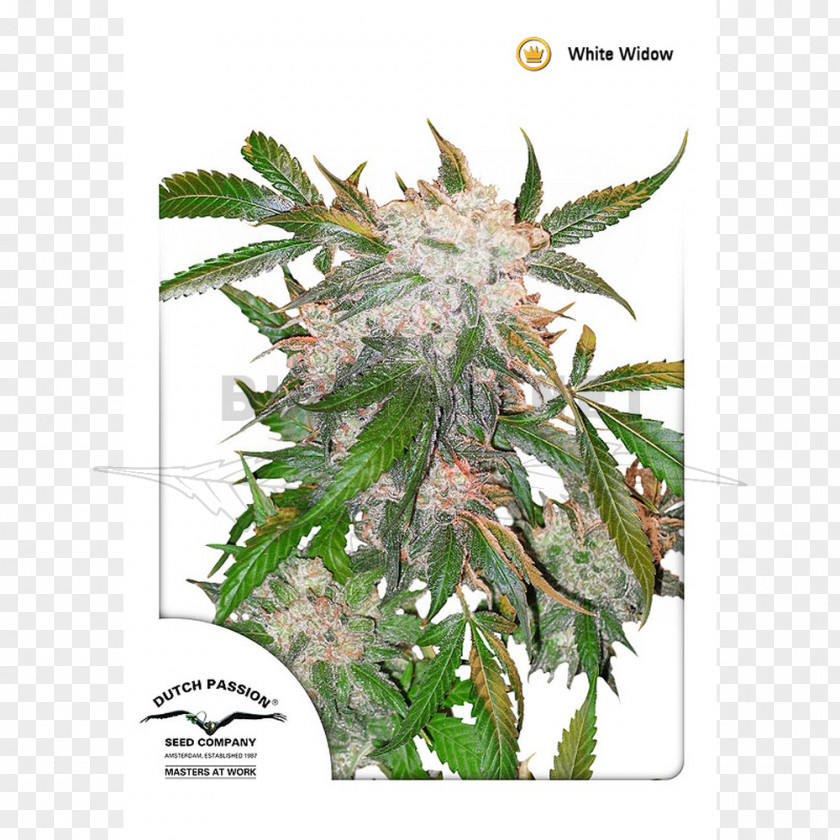 White Widow Skunk Haze Cannabis Sativa PNG