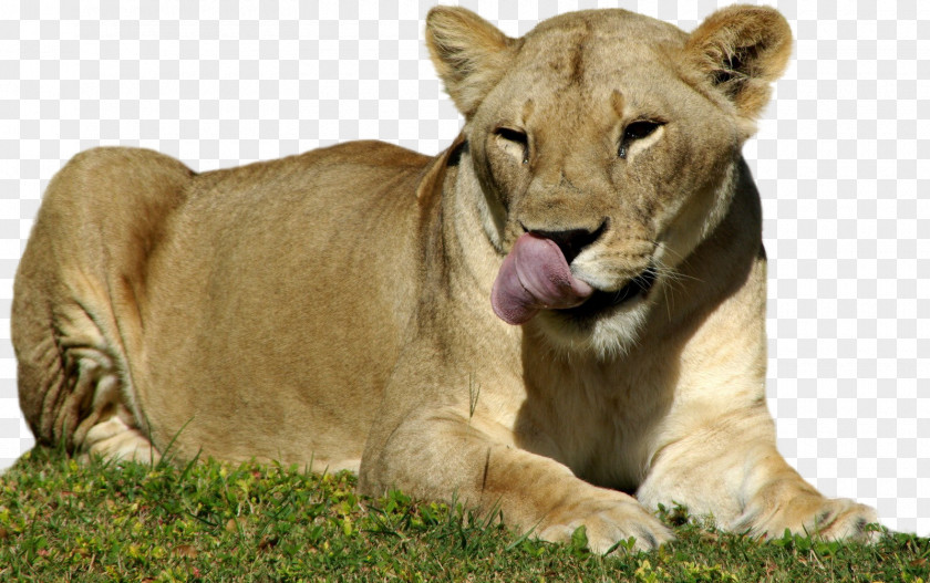 Cheetah Dog East African Lion Tiger Felidae Cat PNG