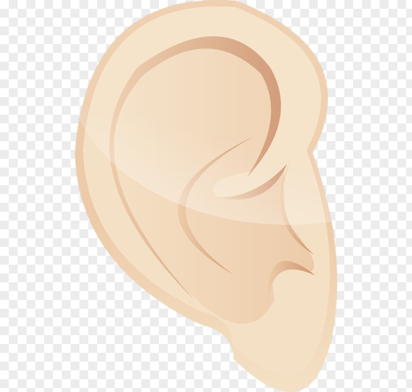 Ear Cheek Jaw Nose PNG