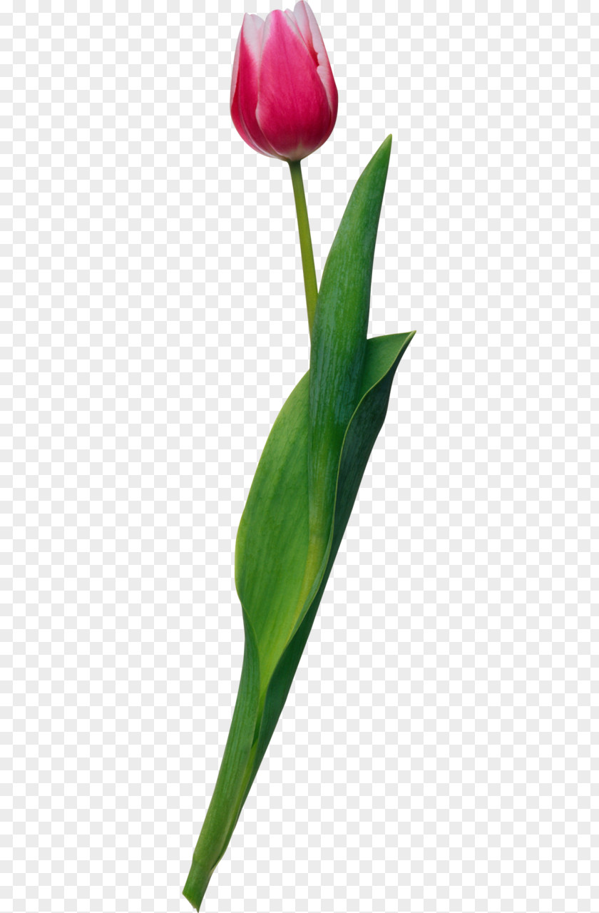 Flower Lady Tulip Clip Art PNG