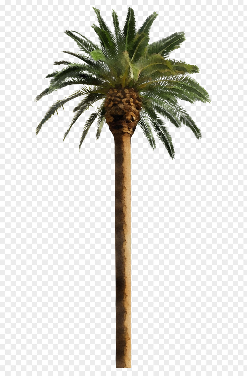 Fruit Plant Stem Palm Tree PNG