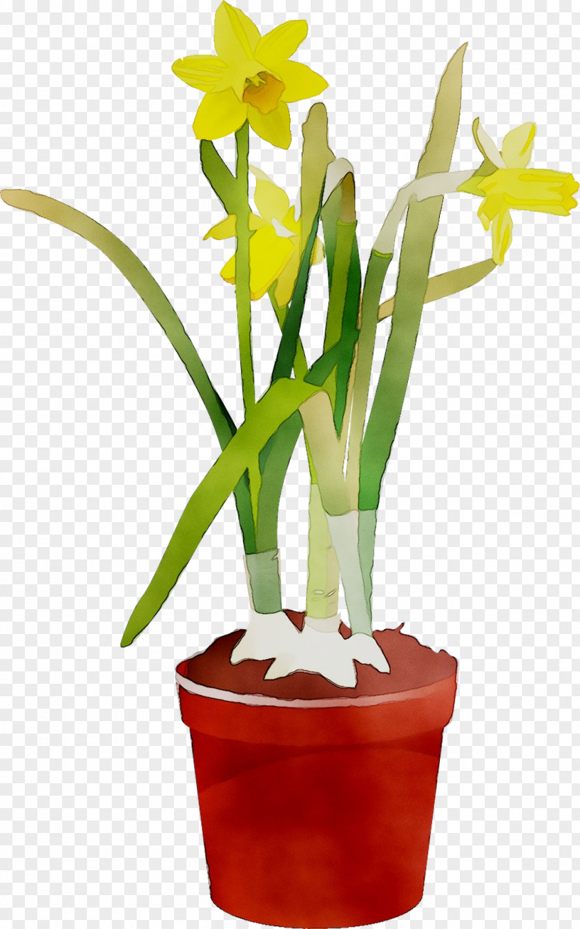 Cattleya Orchids Cut Flowers Floristry Flowerpot Houseplant PNG