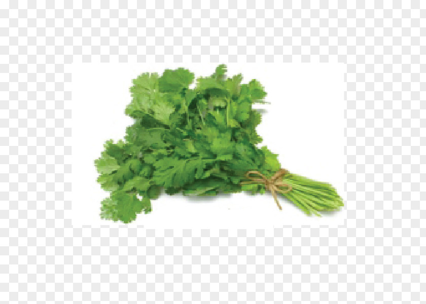 Coriander Herb Vegetable Food Pea PNG