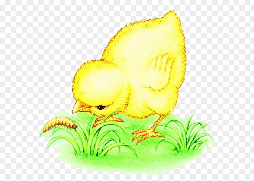 Eating Insects Chick Chicken Bird Worm Illustration PNG