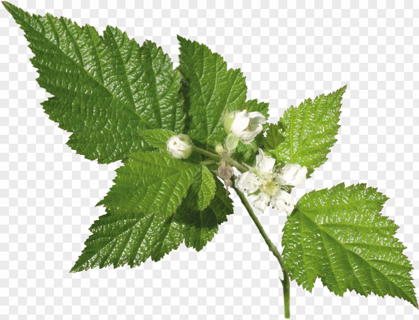Leafs Leaf Herb Plant Common Nettle Archive File PNG