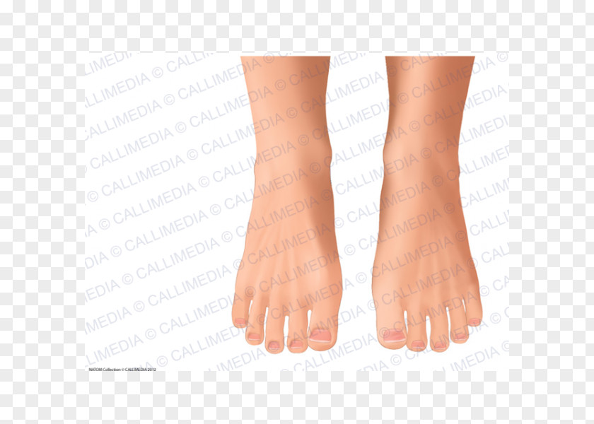 Nail Toe Sole Thumb Ankle PNG