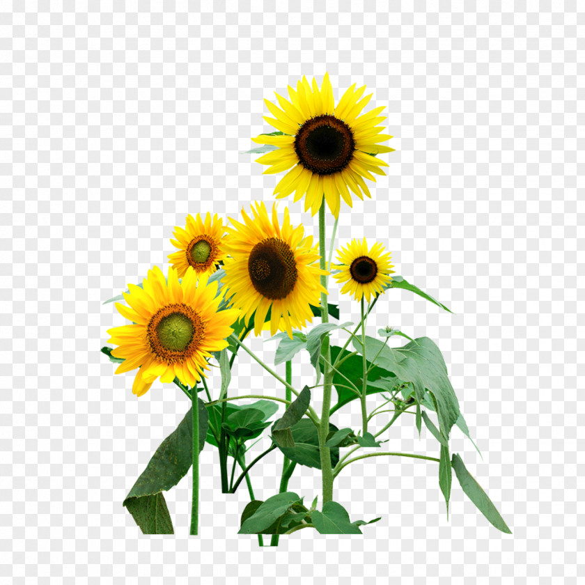 Sunflower Common Download Computer File PNG