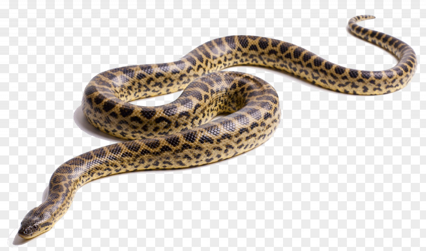 Anaconda Image Green Snake Yellow Clip Art PNG